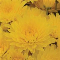 Gold Cup Yellow Garden Mum