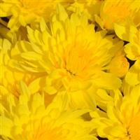 Honeyblush Yellow Garden Mum