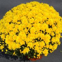 Honeyblush Yellow Garden Mum