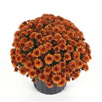 Katelli Bronze Improved Garden Mum