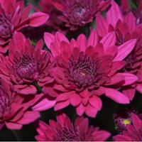 Majesty Purple Garden Mum