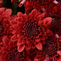 Majesty Red Garden Mum