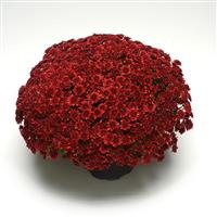 Majesty Red Garden Mum