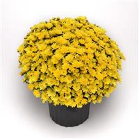 Milkshake Banana Yellow Garden Mum