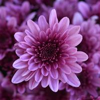 Milkshake Berry Pink Garden Mum