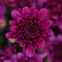 Milkshake Cherry Purple Garden Mum