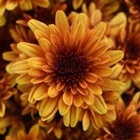 Milkshake Papaya Orange Garden Mum
