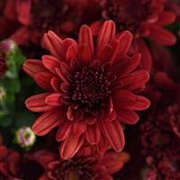 Milkshake Strawberry Red Garden Mum