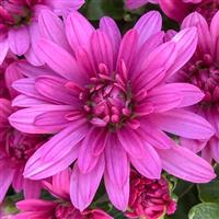 Misty Lilac Pink Garden Mum