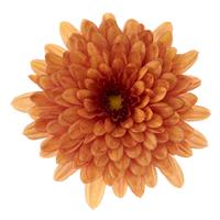 Morgana Orange Garden Mum