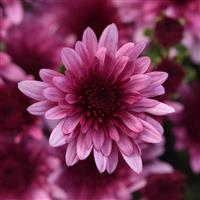 Morgana Pink Garden Mum