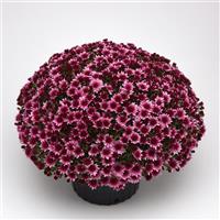 Morgana Pink Garden Mum
