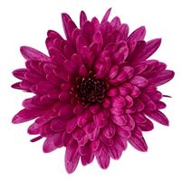 Morgana Purple Garden Mum