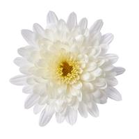 Morgana White Garden Mum