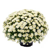 Morgana White Garden Mum
