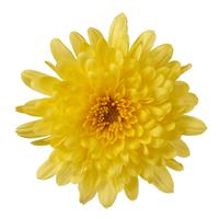 Morgana Yellow Garden Mum