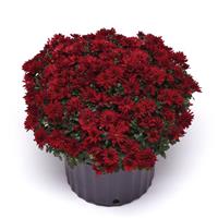 Mumma Mia Red Garden Mum