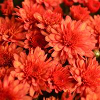 Mumosa Orange Garden Mum
