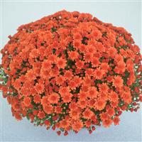 Mumosa Orange Garden Mum