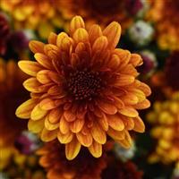 Orange Helios Garden Mum