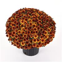 Orange Helios Garden Mum