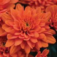 Orange Zest Garden Mum