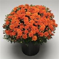 Orange Zest Garden Mum