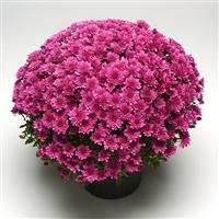 Paintbox Purple Garden Mum