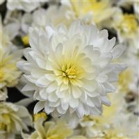 Paperwhite Garden Mum