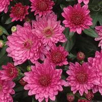 Paradiso Pink Garden Mum