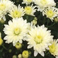 Paradiso White Garden Mum