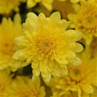 Paradiso Yellow Garden Mum