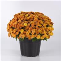 Petite Orange Improved Garden Mum