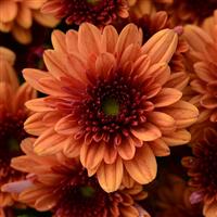 Pop Eye Orange Garden Mum