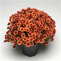 Pop Eye Orange Garden Mum