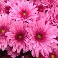 Pop Eye Pink Garden Mum