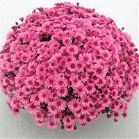 Pop Eye Pink Garden Mum