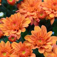 Pumpkin Pie Orange Garden Mum