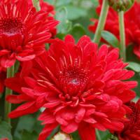 Radiant Red Garden Mum