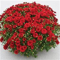 Radiant Red Garden Mum