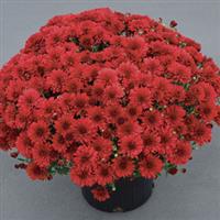 Red Hots Garden Mum