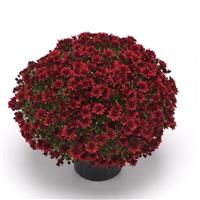 Roaring Red Garden Mum