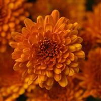 Spicy Pumpkin Orange Garden Mum