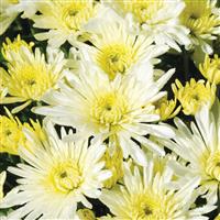 Starburst White Garden Mum