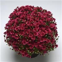 Stellar Purple Garden Mum