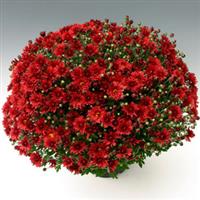 Stellar Red Garden Mum