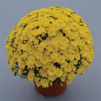 Stellar Yellow Garden Mum