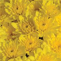 Sunrise Yellow Garden Mum