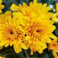 Sweet Honey Yellow Garden Mum
