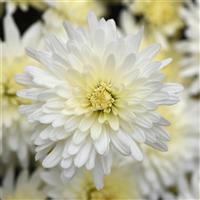 Tribeca White Garden Mum